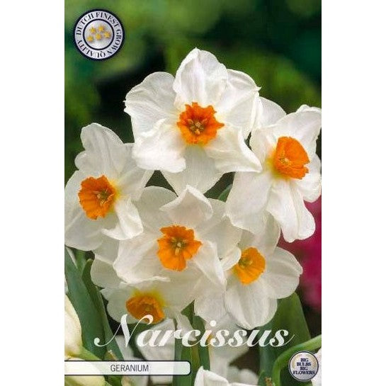 Narcissus Geranium 5-pack